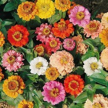 Zinnia Seeds Landscapers Pack Bulk Dwarf 6&quot; High Petite Short Non Gmo 50... - $20.94