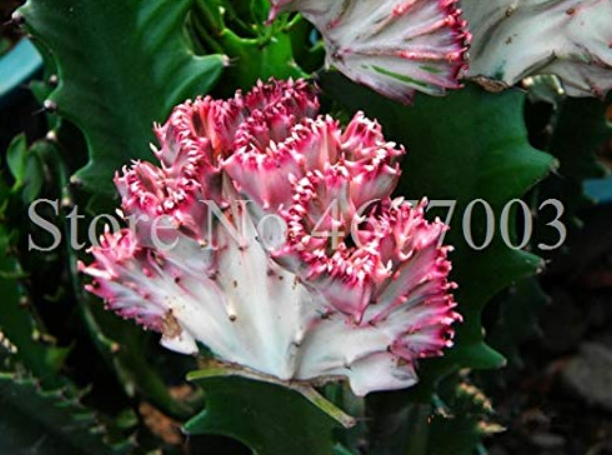 Lactea 100 Pcs Bag Perennial Succulent Shape Peculiar &amp; With High Orname... - $14.90