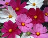 Cosmos Flower Seeds 100 Sensation Mix White Red Purple Annual Fast Shipping - $8.99