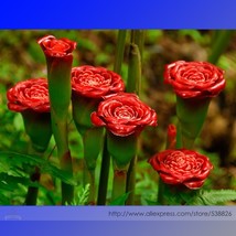 Red Carnation Red Up Lamp Bulb Flower 30 Seeds Bonsai Fragrant Flower #Nf898 Gar - $9.97