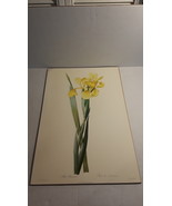 PIERRE JOSEPH REDOUTE BOTANICAL PRINT IRIS MONNIER  - $47.54 CAD