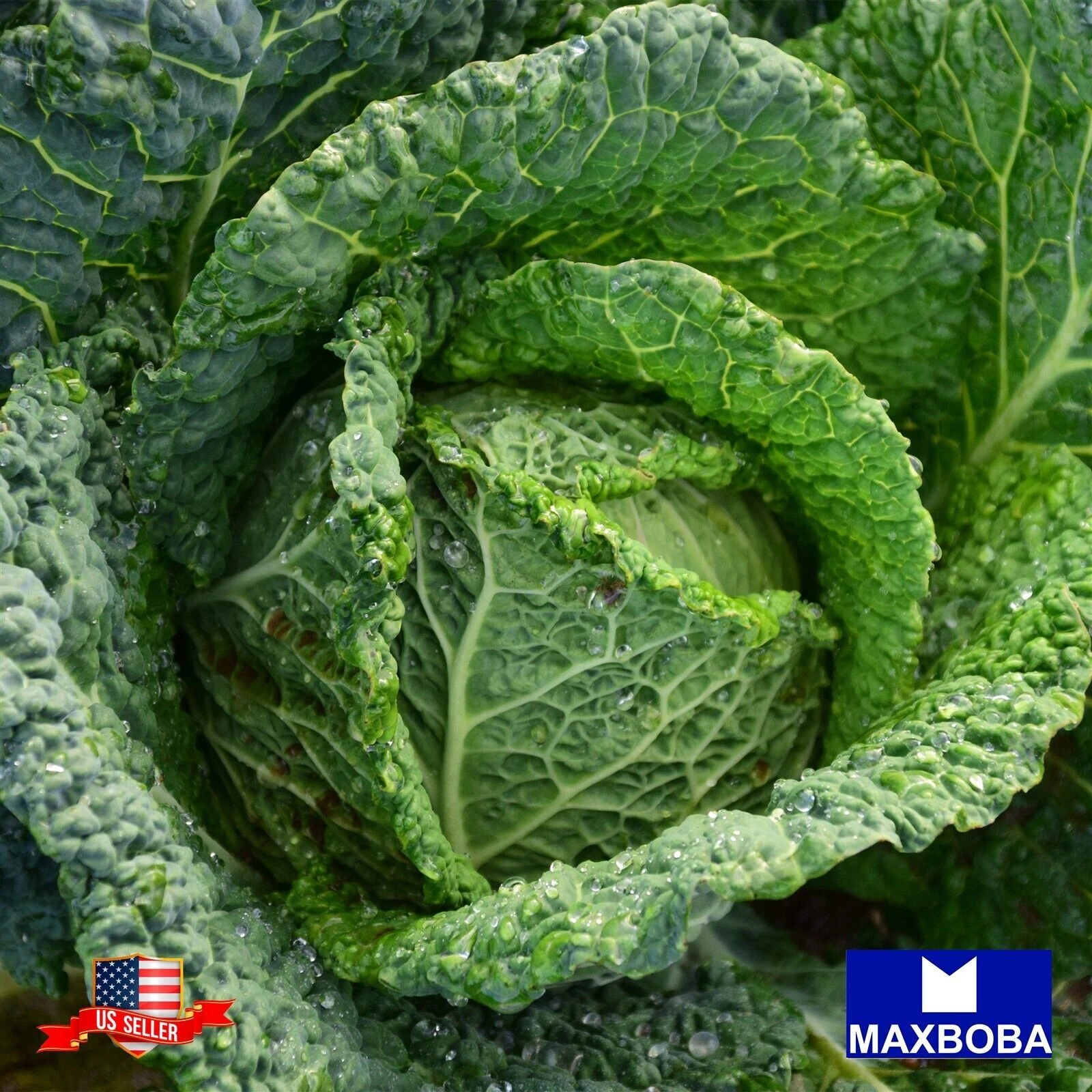 Cabbage 500 Seeds Savoy Perfection Non-GMO Heirloom Vegetable BOGO 50% OFF - $9.67