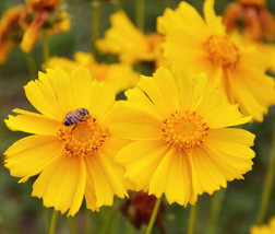 Coreopsis Lanceleaf Dwarf Perennial Coreopsis Lanceolata  500  Seeds Fro... - £8.49 GBP