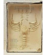 Antique Anatomical Model of a Dismembered Crayfish Skeleton. 1930s-40s - $9,367.71 MXN