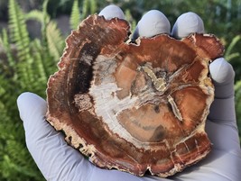 Petrified Wood Stone Decorative Crystal Slice (M10) - $453.96 MXN