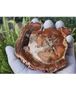 Petrified Wood Stone Decorative Crystal Slice (M10) - $24.74