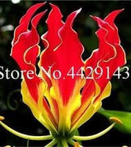 50 pcs Garland Flame Lilium brownii Flower Balcony Seeds FRESH SEEDS - £6.94 GBP