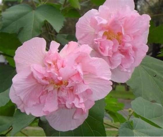 Hibiscus mutabilis - Light Pink Double Flowers, 20 SEEDS D