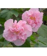 Hibiscus mutabilis - Light Pink Double Flowers, 20 SEEDS D - $14.35