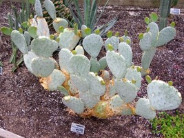 Fresh White Prickly Pear Cactus Seeds - 20+ Seeds - Opuntia Macrorhiza - Io Ship - £14.73 GBP