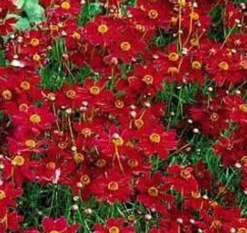500+ Plains Coreopsis Flower Seeds Tall Red Deer Resistant, Heirloom Free Ship F - £7.00 GBP