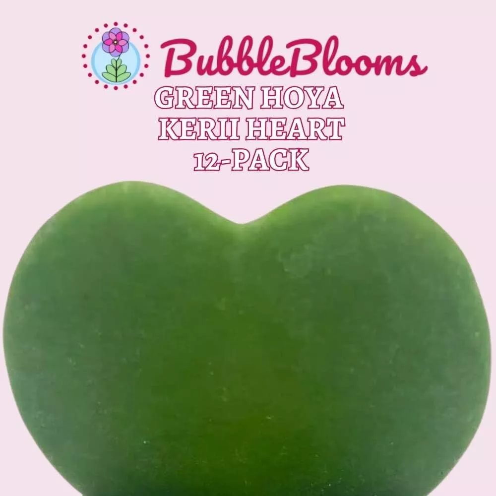 Hoya Kerrii Green Heart 12-Pack 2 in Single Leaf No Node Sweetheart Mother&#39;s D - £102.85 GBP