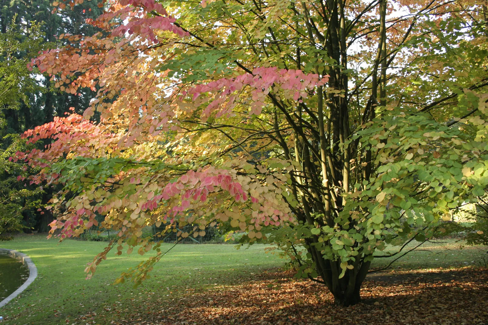 Katsura Tree ( Cercidiphyllum Japonicum ) 40 Seeds - £4.47 GBP