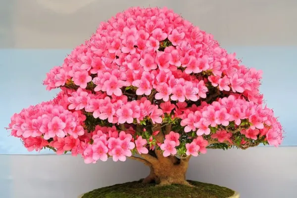 Flowering Bonsai Tree Seeds Judas Tree (Cercis Siliquastrum) 20 Seeds Flow Fresh - £14.56 GBP