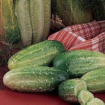 SGH 25 Seeds Burpee Pickler Cucumbers 53 Days Harvest 3-5&quot;&quot; Long Cucks Vegetable - £4.23 GBP