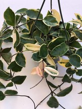 Variegated Hoya Krimson Queen Plant Cutting, One Unrooted plant cutting, - $144.19 MXN
