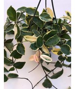 Variegated Hoya Krimson Queen Plant Cutting, One Unrooted plant cutting, - $142.30 MXN