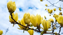 Yellow Bird Magnolia 1 Gallon Pot Fresh Garden - £65.39 GBP
