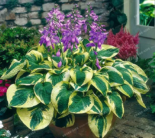 100 Seeds Hosta Bonsai Perennials Plantain Lily Flower White Lace Garden Ground - £7.59 GBP