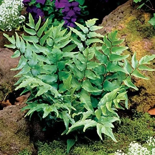 Japanese Holly Fern Live Plants Cyrtomium Falcatum Rochfordianum - £32.05 GBP