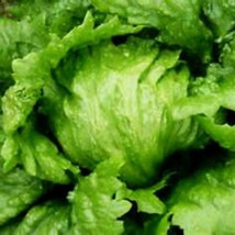 Iceburg Head Lettuce 150 Seeds Gardening USA Shipping - £6.30 GBP