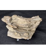 Petrified Wood Log Large Natural Decorative Crystal (07) - $34.79 CAD