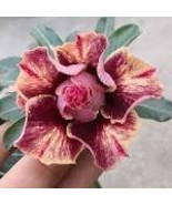 2 Pcs Adenium Peach Red Petals Red Stripe Flower Seeds - $303.85 MXN