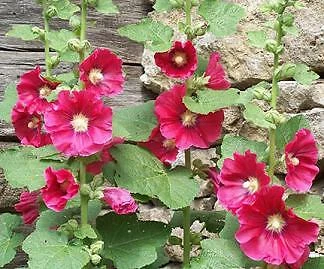 Giant Alcea rosea Halo Red-Yellow 1,000 seeds - $4,965.29 MXN