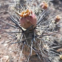 10Seeds Seeds Tephrocactus Geometricus Ssp Willy Smithii Cactus Succulent Plants - £44.01 GBP