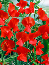 100 Seeds Red Tall Sweet Pea Flower Seeds - £7.05 GBP