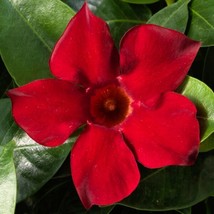 JR Mandevilla (Dipladenia) ‘Madinia Deep Red’ Live Plant Well-Rooted Starter Pla - £12.66 GBP