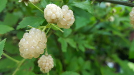 4 Live Starter Plants Blackberry Plant Rubus Snowbank Variety - £46.64 GBP