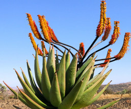 Aloe Spectabilis marlothii succulent rare agave hardy plant yard seed 10 SEEDS - £7.06 GBP