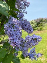 Syringa vulgaris &#39;President Lincoln&#39; Lilac - Blue Flowering Lilac - Live... - $25.00