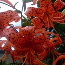 50 Lilium Turks Cap Lily Perennial Flower Seeds New Fresh US Shipping - $4.80