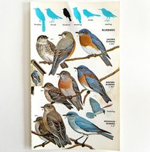 Bluebirds Western Eastern Mountain 1966 Color Bird Art Print Nature ADBN1p - £15.95 GBP