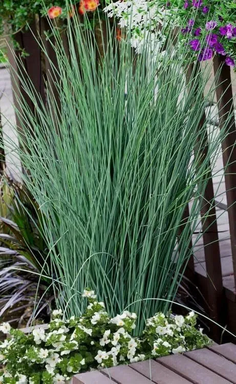 Rush Grass Blue Arrow Extra Large 3 Gallon Plants Juncusnflexus  - $95.17