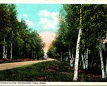 Birches Along Mohawk Trail Massachusetts MA UNP Unused WB Postcard E1 - $2.92