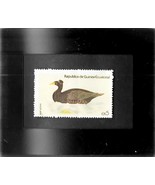 Framed Postage Stamp Art - Collectible Stamp - Surf Scoter - £6.40 GBP