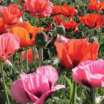 LWSTORE Papaver Orientalis Pizzicato Semidwarf Poppy 25 Seeds USPS Shipping - $8.42