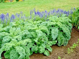600 Seeds Vates Blue Curled Scotch Kale Organic Non-GMO Spring/Fall Garden - £12.93 GBP