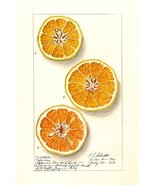 Oranges - Valencia - 1913 - Fruit Illustration Magnet - £9.58 GBP
