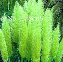 New Fresh 300 Pcs Colorful Pampas Grass Cortaderia Bonsai Very Beautiful Garden  - £10.67 GBP