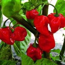 Caribbean Red Habanero Pepper Seeds Organic Garden Fast Shipping - £5.15 GBP