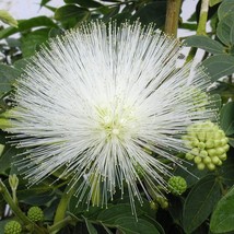 SL 15+ Seeds White Powder Puff House Plant- Garden- Flowers - $83.53 MXN