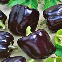 Midnight Dreams Sweet Bell Pepper Fresh Gardening - $15.00