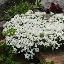 Alpine Rockcress Flower Seeds Arabis alpina 50 Seeds Fresh Seeds - $13.98