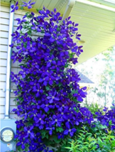 USA SELLER 100Pcs/Bag Blue Clematis Seeds Fast Shipping - £12.14 GBP