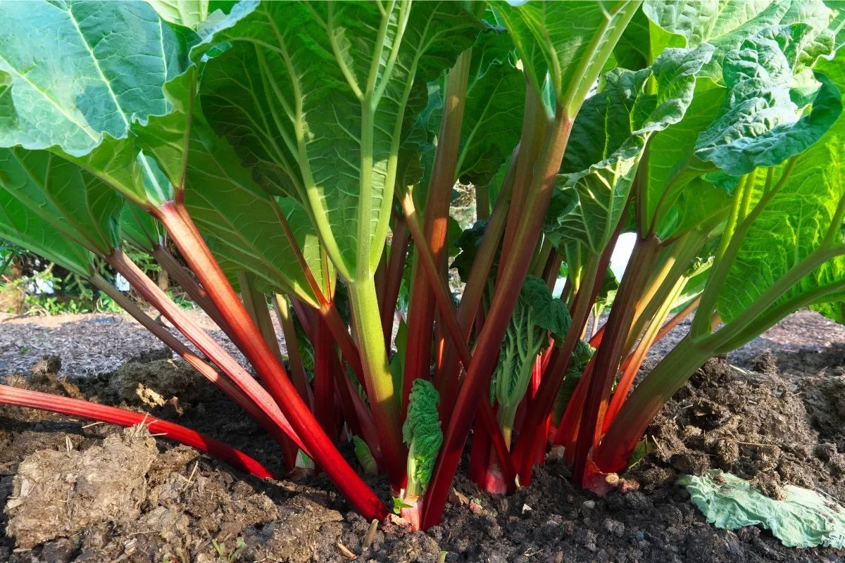 Victoria Rhubarb Seeds, Rheum rhabarbarum, NON-GMO,  Heirloom, FREE SHIPPING Item image 2