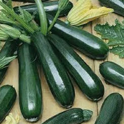 LD 25 Seeds Premium Black Beauty Zucchini Seeds Fast Shipping - $8.22